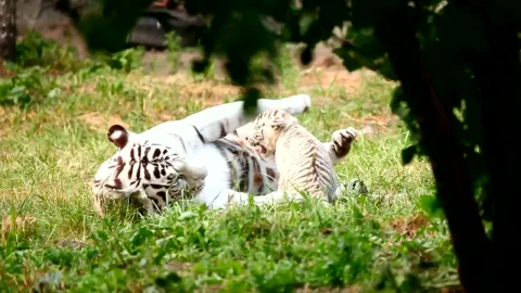 Stock Footage White Tiger Cub Playing With His Mother In The Grass Live Wallpaper - Free Live Wallpaper