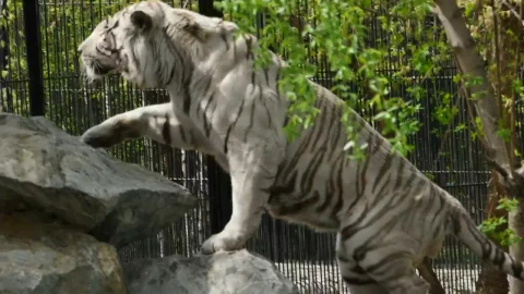 Stock Footage White Tiger Climbing Rocks At The Zoo Live Wallpaper - Free Live Wallpaper