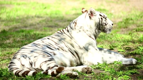 Stock Footage White Tiger And Her Cub Resting On The Grass Live Wallpaper - Free Live Wallpaper