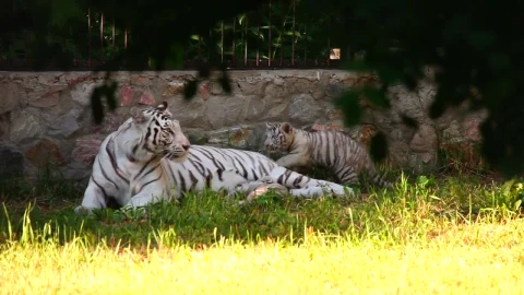 Stock Footage White Tiger And Her Cub Laying On The Grass Live Wallpaper - Free Live Wallpaper