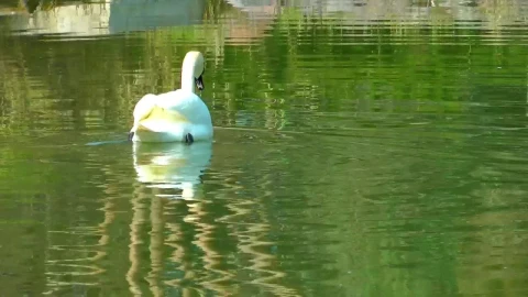 Stock Footage White Swan Taking Water In A Lake Live Wallpaper - Free Live Wallpaper