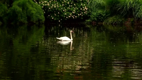 Stock Footage White Swan On A Calm Lake Live Wallpaper - Free Live Wallpaper