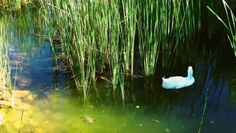Stock Footage White Swan And Turtles In A Lake Live Wallpaper - Free Live Wallpaper