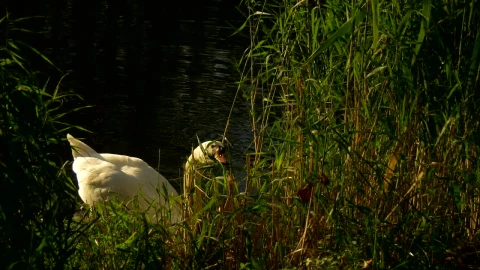 Stock Footage White Swan In The Lakeshore Live Wallpaper - Free Live Wallpaper