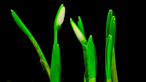 Stock Footage White Snowdrops Blossom Live Wallpaper - Free Live Wallpaper