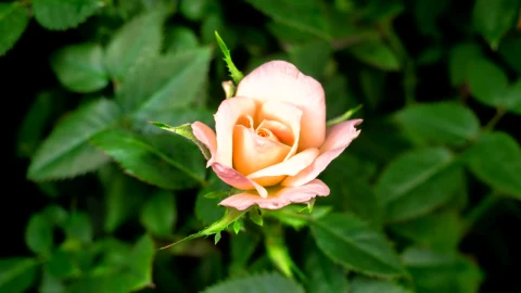 Stock Footage White Rose On The Bush Opens Live Wallpaper - Free Live Wallpaper