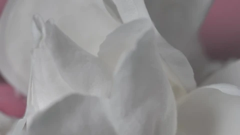 Stock Footage White Petals With A Pink Background Live Wallpaper - Free Live Wallpaper