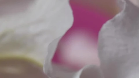 Stock Footage White Petals On A Pink Background Live Wallpaper - Free Live Wallpaper