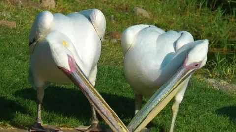 Stock Footage White Pelicans Living Together Live Wallpaper - Free Live Wallpaper