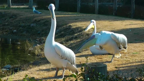 Stock Footage White Pelicans By A Lake Live Wallpaper - Free Live Wallpaper