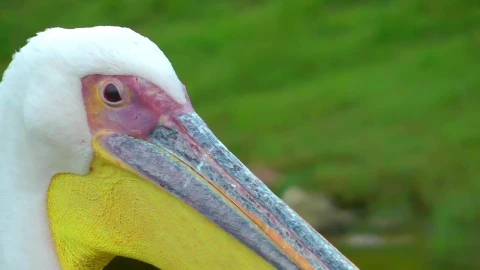 Stock Footage White Pelican Close Up Live Wallpaper - Free Live Wallpaper