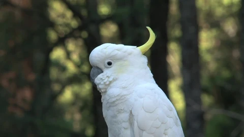 Stock Footage White Parrot In The Wild Live Wallpaper - Free Live Wallpaper