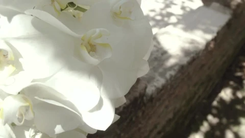 Stock Footage White Orchids In Detail On A Sunny Day Live Wallpaper - Free Live Wallpaper
