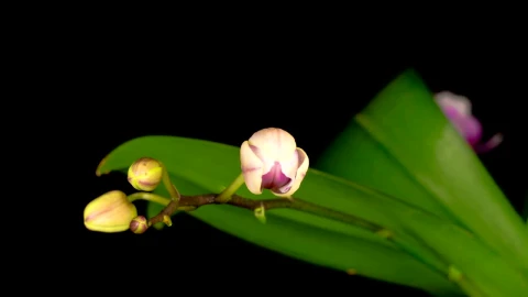 Stock Footage White Orchid On A Branch Opens Live Wallpaper - Free Live Wallpaper