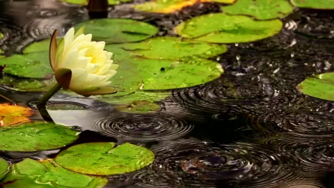 Stock Footage White Lotus Flower In A Pond With Floating Leaves Live Wallpaper - Free Live Wallpaper