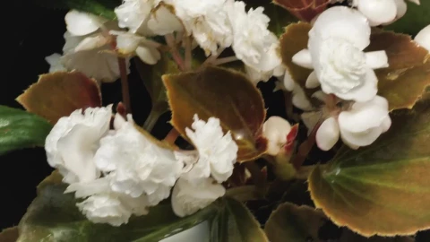 Stock Footage White Little Flowers Live Wallpaper - Free Live Wallpaper