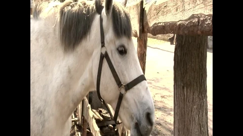 Stock Footage White Horse Licking Wooden Fence Live Wallpaper - Free Live Wallpaper