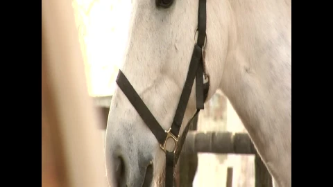 Stock Footage White Horse Portrait Live Wallpaper - Free Live Wallpaper
