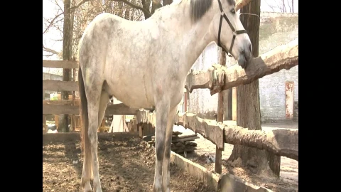 Stock Footage White Horse Licking The Farm Fence Live Wallpaper - Free Live Wallpaper