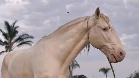 Stock Footage White Horse Chewing Live Wallpaper - Free Live Wallpaper