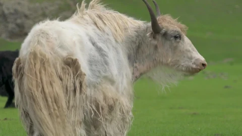 Stock Footage White Horned Ox Grazing In The Valley Live Wallpaper - Free Live Wallpaper