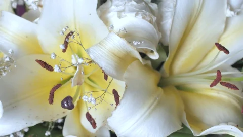 Stock Footage White Flowers With Yellow Overhead View Live Wallpaper - Free Live Wallpaper