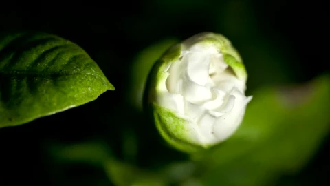 Stock Footage White Gardenia Opening Time Lapse Live Wallpaper - Free Live Wallpaper