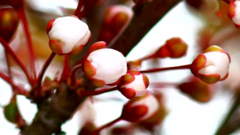 Stock Footage White Flowers Openning Live Wallpaper - Free Live Wallpaper