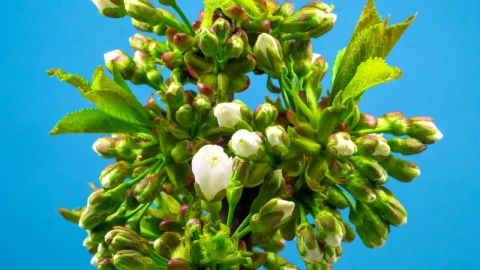 Stock Footage White Flowers Opening On The Plant Live Wallpaper - Free Live Wallpaper