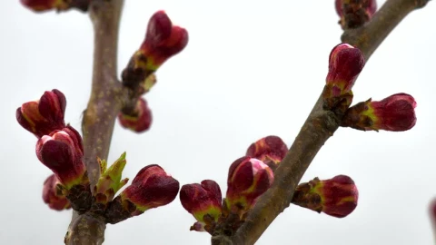 Stock Footage White Flowers Opening On Branches Live Wallpaper - Free Live Wallpaper