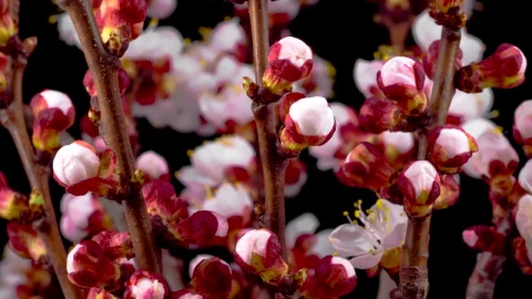 Stock Footage White Flowers Open On A Cherry Tree Live Wallpaper - Free Live Wallpaper