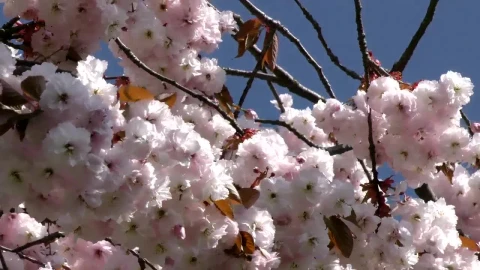 Stock Footage White Flowers On The Branches Live Wallpaper - Free Live Wallpaper