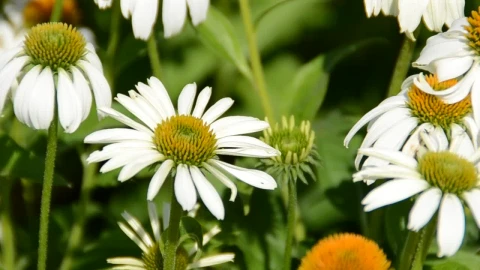Stock Footage White Flowers On A Lawn Live Wallpaper - Free Live Wallpaper