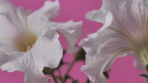Stock Footage White Flowers Moving Slightly Live Wallpaper - Free Live Wallpaper