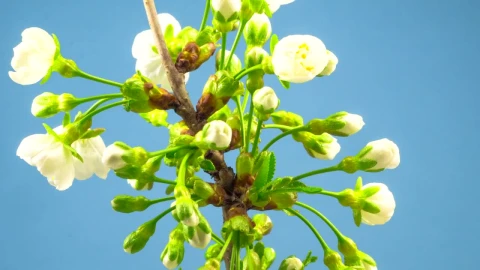 Stock Footage White Flowers On A Branch Blossoming Live Wallpaper - Free Live Wallpaper