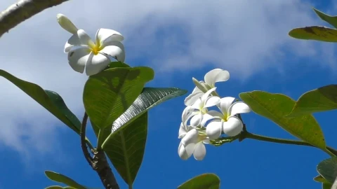 Stock Footage White Flowers Moving In A Clear Sky Live Wallpaper - Free Live Wallpaper