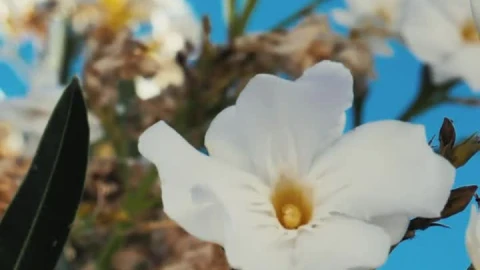 Stock Footage White Flowers In The Breeze Live Wallpaper - Free Live Wallpaper