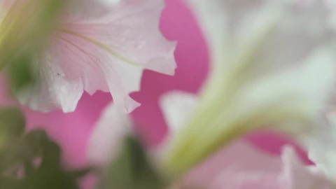 Stock Footage White Flowers From Behind Live Wallpaper - Free Live Wallpaper