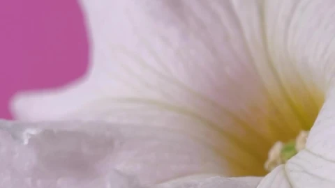 Stock Footage White Flower Zoom In Shot Live Wallpaper - Free Live Wallpaper