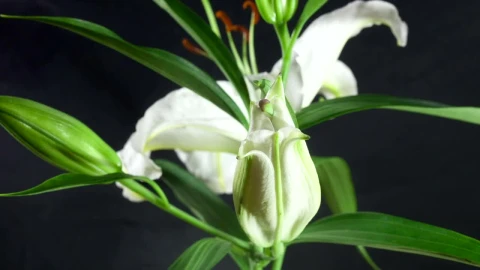 Stock Footage White Flower Opening Time Lapse Live Wallpaper - Free Live Wallpaper