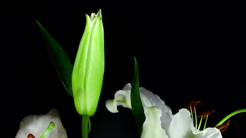 Stock Footage White Flower Opening In Slow Motion Live Wallpaper - Free Live Wallpaper