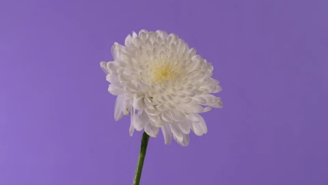 Stock Footage White Flower Live Wallpaper - Free Live Wallpaper