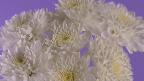Stock Footage White Flower Bouquet Live Wallpaper - Free Live Wallpaper