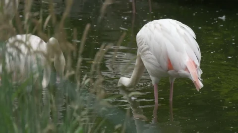Stock Footage White Flamingos In The Water Live Wallpaper - Free Live Wallpaper