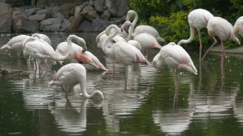 Stock Footage White Flamingos In The Pond Live Wallpaper - Free Live Wallpaper