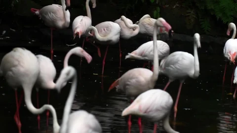 Stock Footage White Flamingos In A Lake Live Wallpaper - Free Live Wallpaper