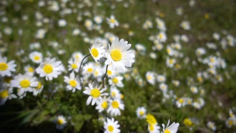 Stock Footage White Daisy Flower Field In The Meadow Live Wallpaper - Free Live Wallpaper