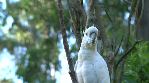 Stock Footage White Cockatoo Standing On A Tree Live Wallpaper - Free Live Wallpaper