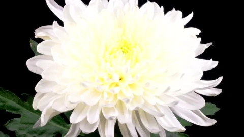 Stock Footage White Chrysanthemum Flower Opening Live Wallpaper - Free Live Wallpaper