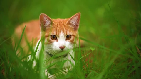 Stock Footage White Cat Lying Among The Grasses Seen Up Close Live Wallpaper - Free Live Wallpaper